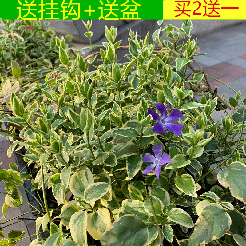 黄金花叶蔓长春城盆栽阳台庭院垂吊蔓藤多年生四季常青耐寒耐热