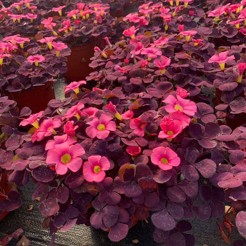 圆叶醡浆草盆栽室外阳台幸运草露天地载耐寒开花植物花期长