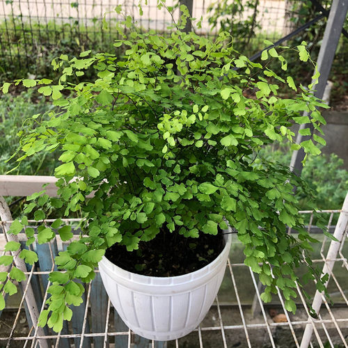 小叶铁线蕨盆栽水培植