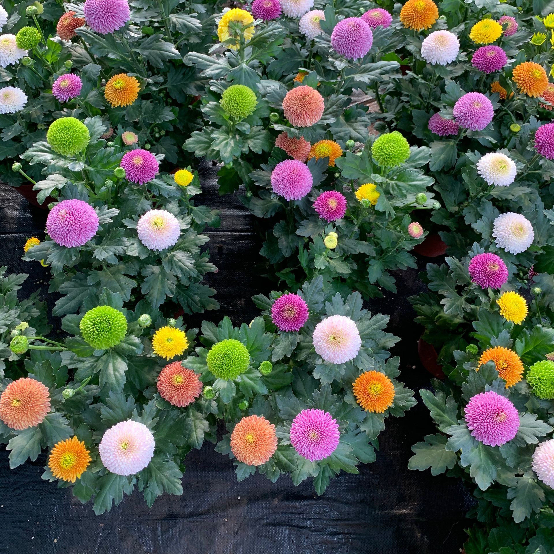 兵兵菊多头多色可选观赏球形室外阳台四季开花带花带土发货