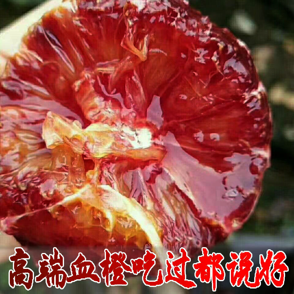 溆浦塔罗科血橙湖南橙子新鲜水果