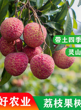 黄忠文果苗无核荔枝妃子笑桂味荔枝嫁接苗地栽盆栽果树苗当年结果