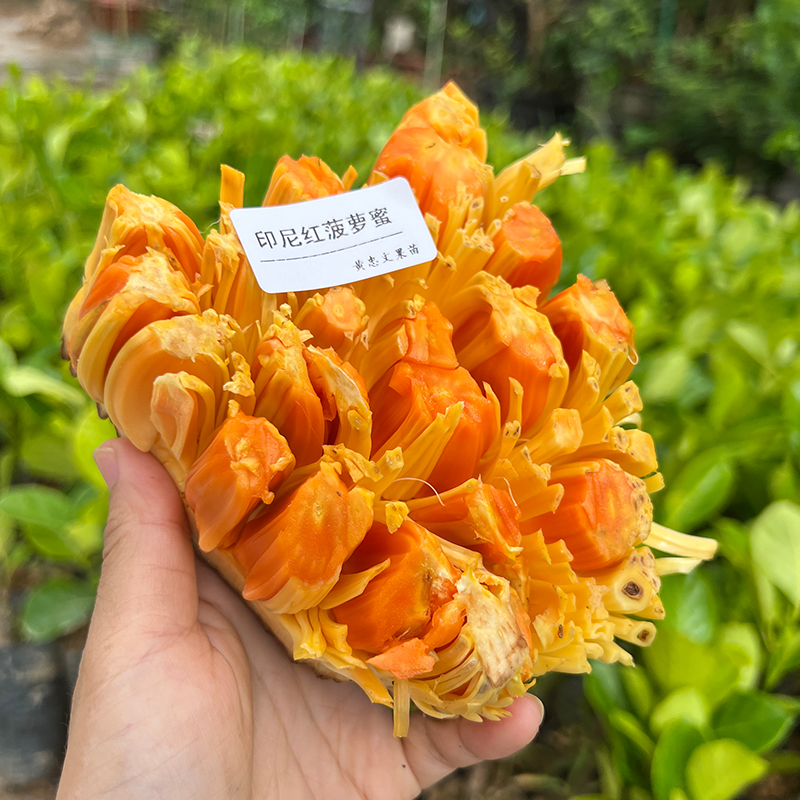 新品种印尼红菠萝蜜苗嫁接木菠萝苗干包泰12号菠萝蜜带土带叶