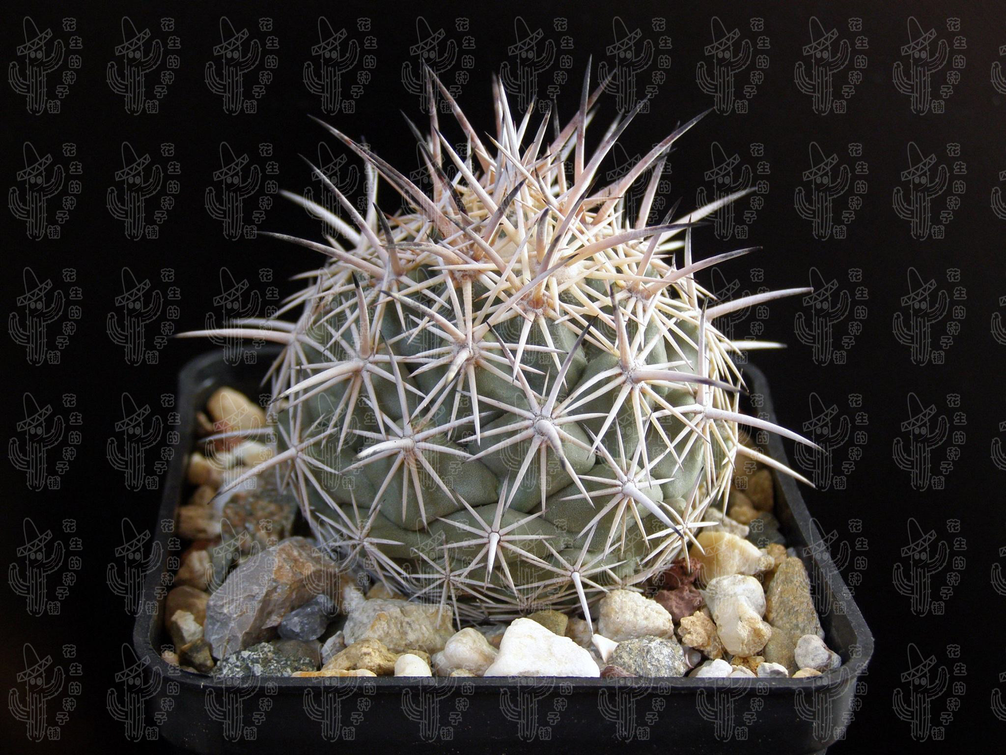 绿植仙人球种子桌面花卉多肉植物