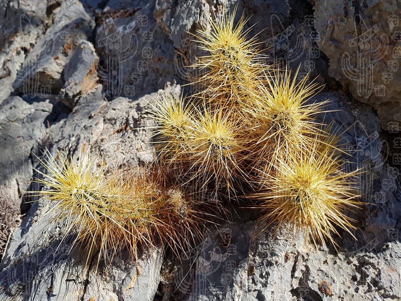 司虾仙人球种子犰狳司虾种子