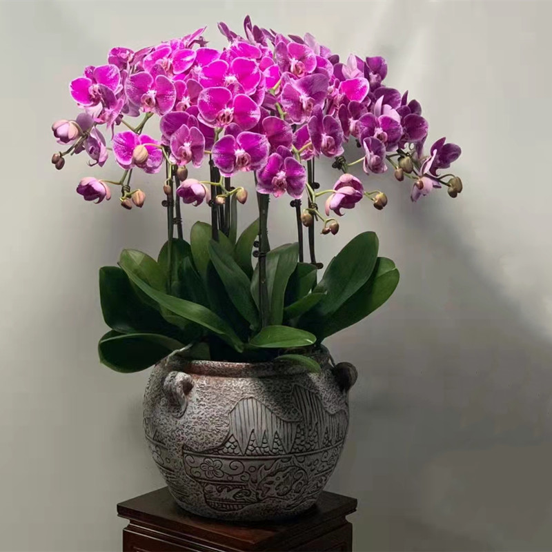 蝴蝶兰盆栽花卉盆景送礼品急速达