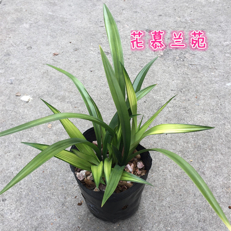 兰花苗红宝石清香四季兰花建兰春兰墨兰大原盆带土宽叶兰花包邮