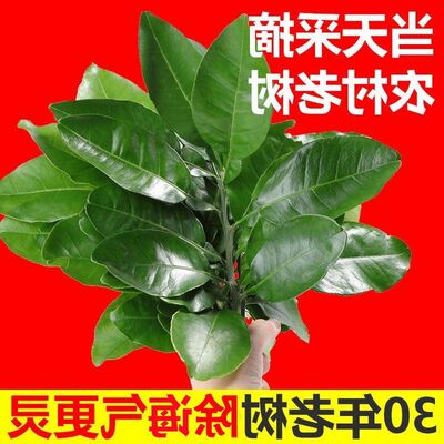 乔迁除诲洗澡柚叶新鲜沐浴高考