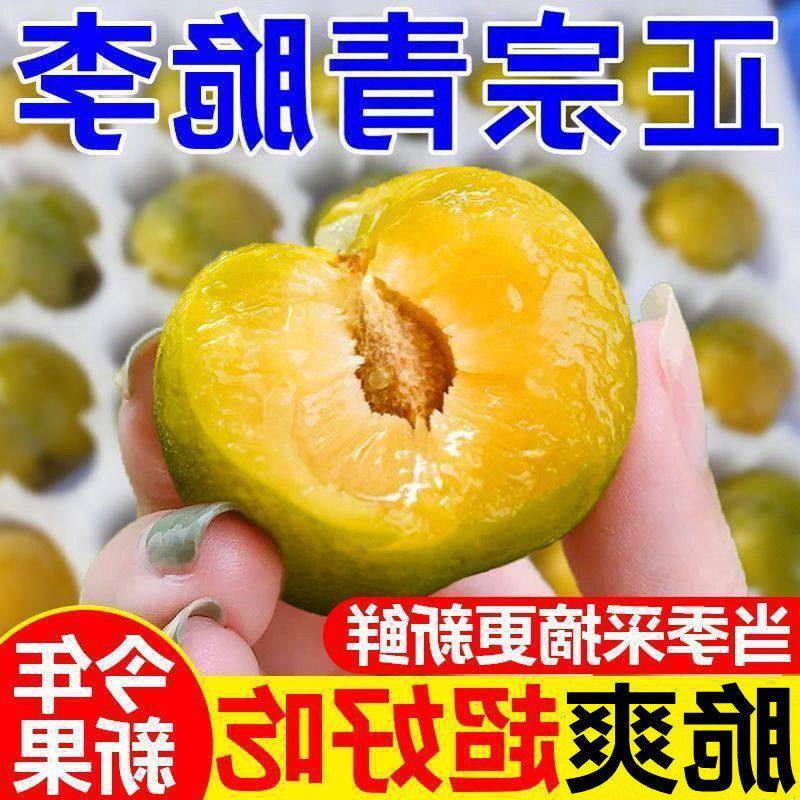 脱骨四川正宗李子巫山脆甜斤李