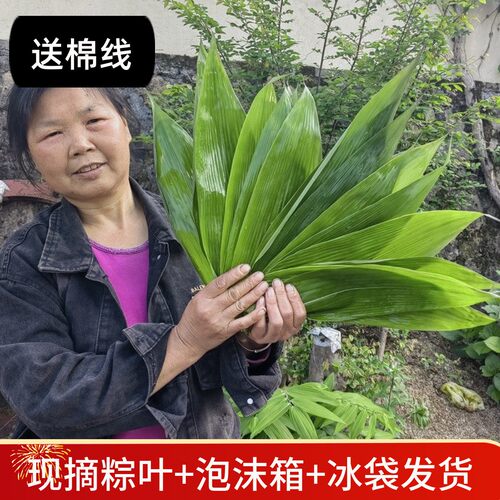 棕子叶现摘粽叶新鲜包粽子叶大号特大粽叶端午节农家箬叶竹叶送绳