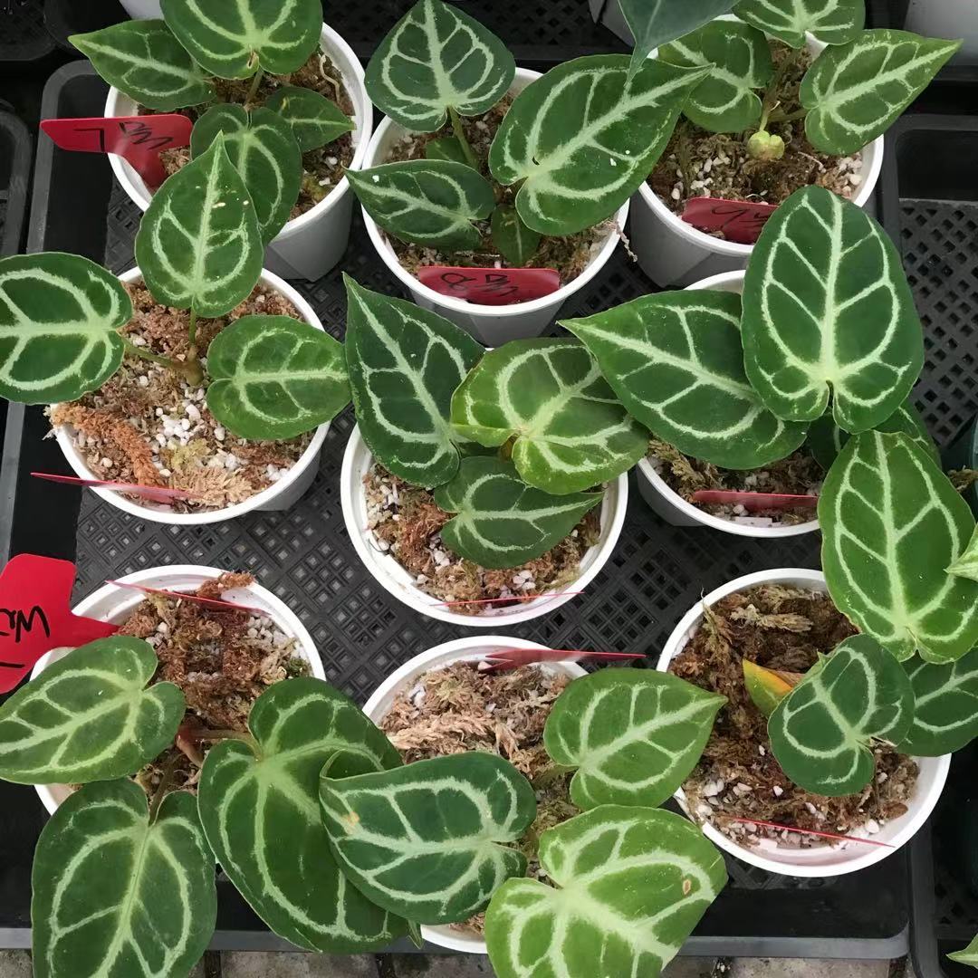 花烛天南星科植物阳台美观热带