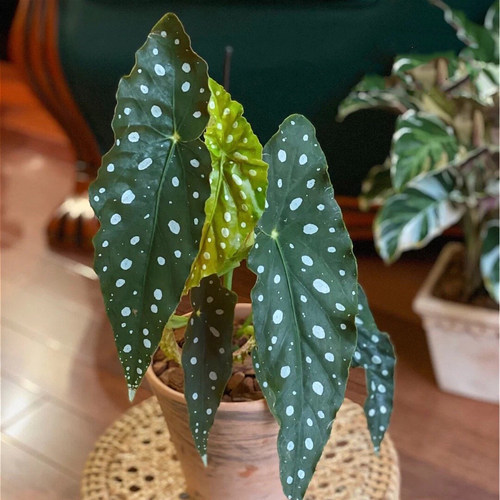 鳟鱼海棠素材模板 鳟鱼海棠图片下载 小麦优选