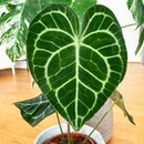 露露花园 克莱恩水晶花烛ins风网红进口绿植盆栽室内阳台观叶植物