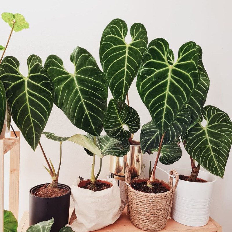 帝王花烛恶魔铜锣烧华丽火鹤王火鹤后原始水晶观叶植物露露花园 露露花园 淘优券 帝王花烛恶魔铜锣烧华丽火鹤王火鹤后原始水晶观叶植物露露花园 露露花园 淘优券