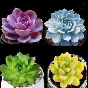多肉含盆套装 多肉花卉盆 植物盆栽花卉多肉稀有品种组合盆栽肉肉