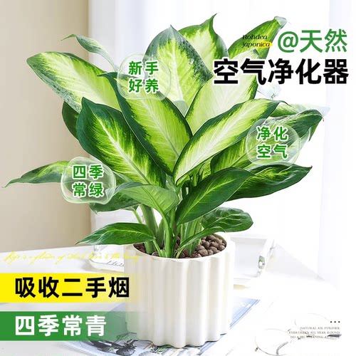 万年青盆栽室内水培植物