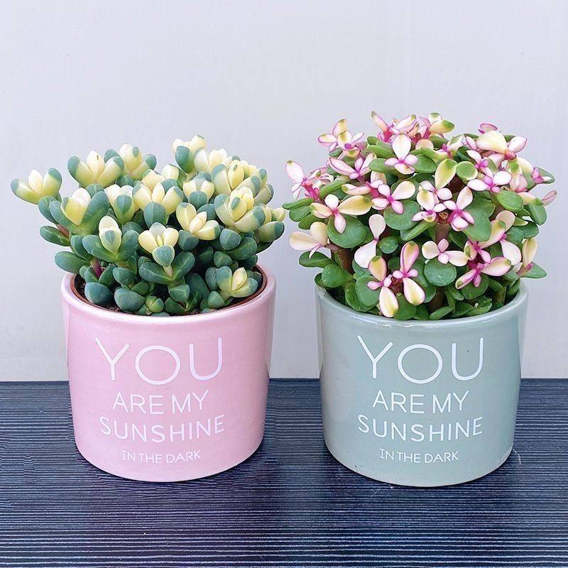 财运满满多肉植物盆栽室内客厅桌面防辐射好养植物高档多肉大颗,鲜花速递/花卉仿真/绿植园艺,多肉植物,淘宝优惠券,粉丝福利购,淘宝优惠卷