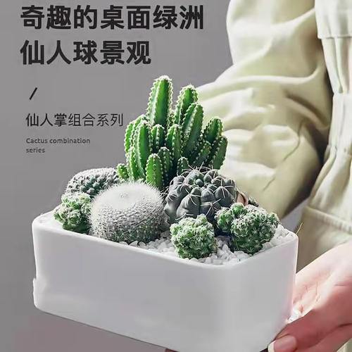 芦荟花苗办公室趣味多肉植物