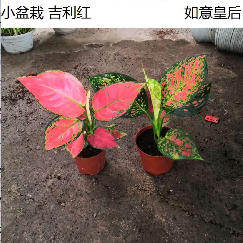 如意皇后室内花卉吉利红观叶绿植净化空气吉祥如意花水培盆栽植物