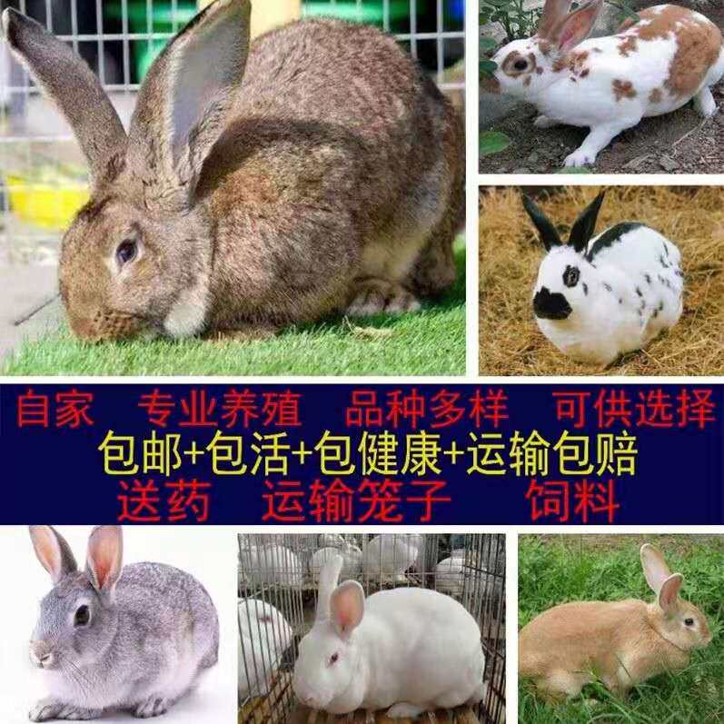 小白兔活体活物兔子比利时兔子巨型兔苗活体兔苗巨型种兔包邮包活