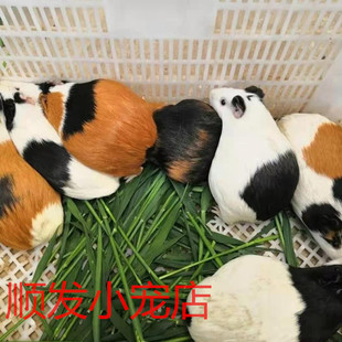 自家养殖荷兰猪孕猪豚鼠包怀孕运输包活到家包售后全国分区 包邮