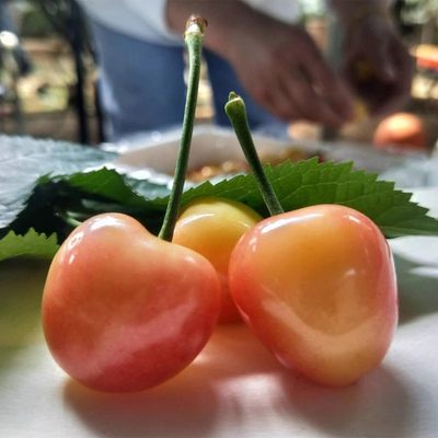 【官方推荐】超稀有脆甜黄樱桃