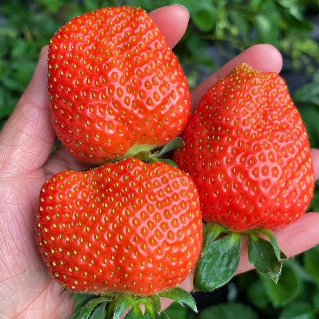 现货香野草莓新鲜孕妇现摘山东