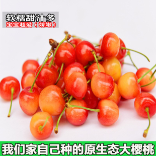 新鲜孕妇水果淄博黄蜜樱桃 JBY山东黄水晶软糯甜大樱桃车厘子应季