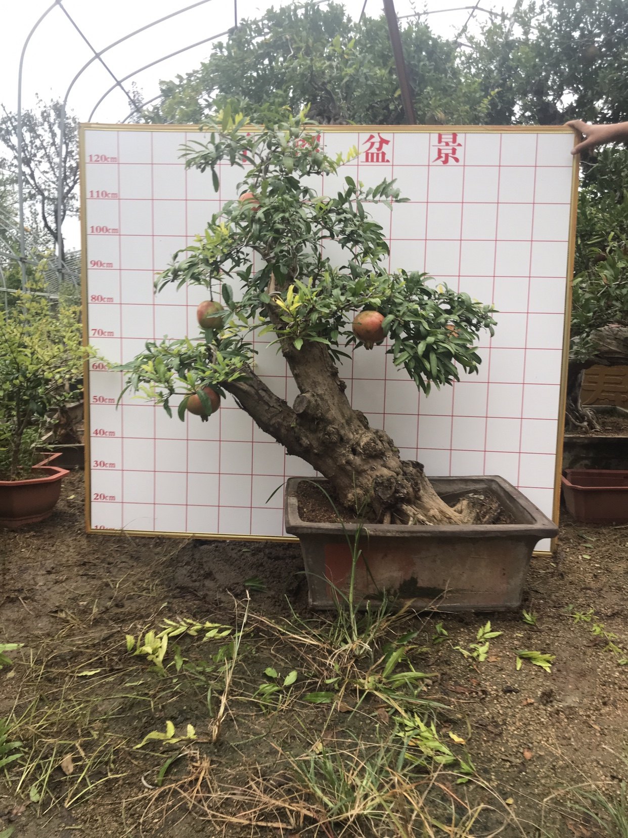 石榴树盆景盆栽山东石榴树大红袍石榴树盆景包邮石榴树老桩盆景