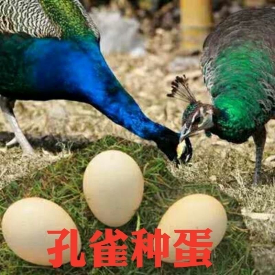 新鲜正宗孔雀种蛋受精蛋可孵化蛋7个起拍白色蓝色花色孔雀活观赏
