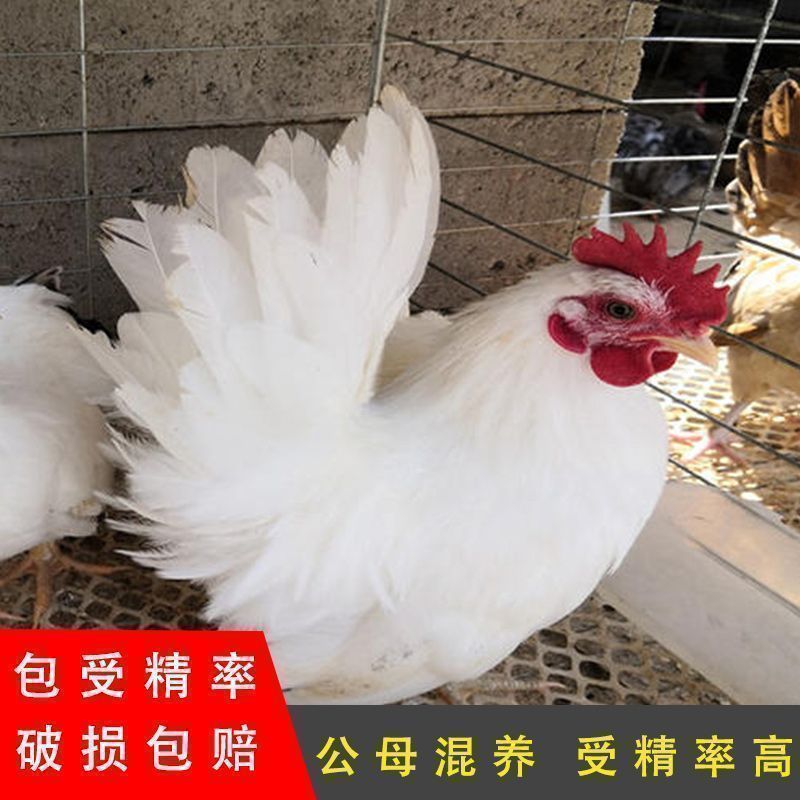 泰国纯种矮脚鸡小体型宠物鸡可孵化种蛋受精蛋白桂鸡10枚起拍活体