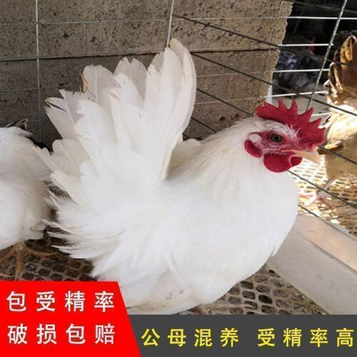 泰国纯种矮脚鸡小体型宠物鸡可孵化种蛋受精蛋白桂鸡10枚起拍活体