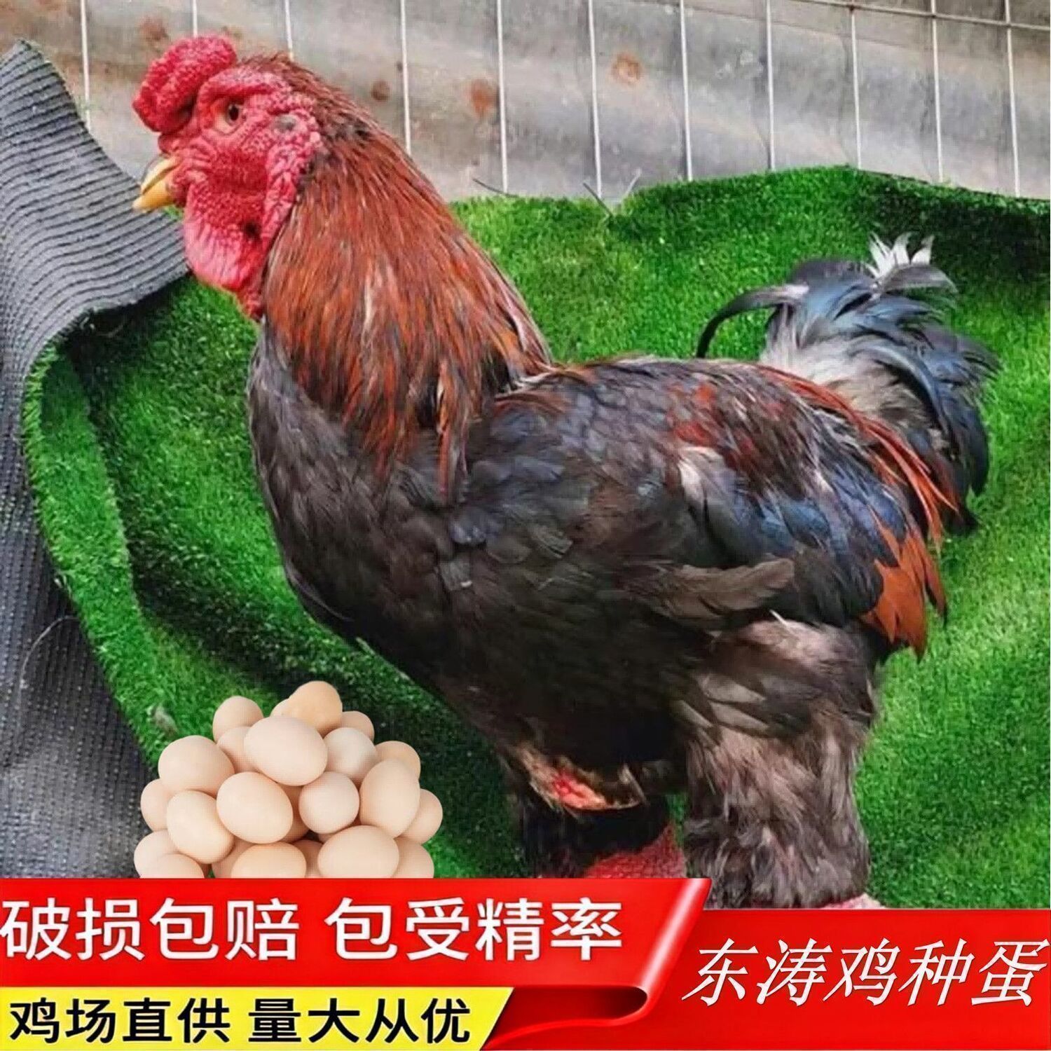 纯种越南大粗腿鸡东涛鸡宠物鸡可孵化受精种蛋孵化蛋观赏鸡大体型