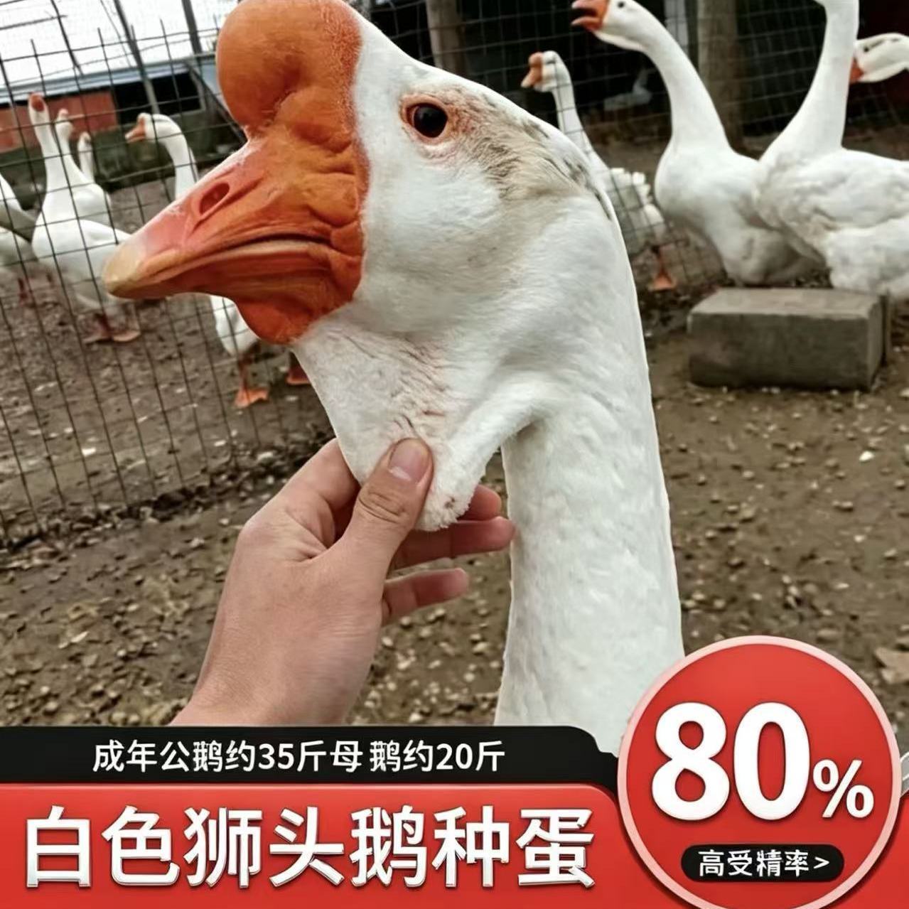 正宗潮汕特大种白色灰色狮头鹅种鸟