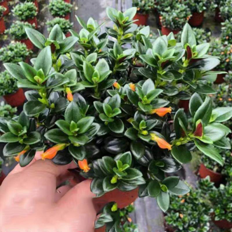 金鱼花吊兰盆栽绿植四季常青花卉多季开花室内桌面绿植金鱼嘴时令