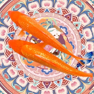 介子锦鲤芥子带头观赏鱼纯种锦鲤招财红芥子锦鲤巨型好养领头血统