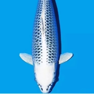 锦鲤之美纯种松叶锦鲤银松叶浅蓝松叶活体观赏鱼