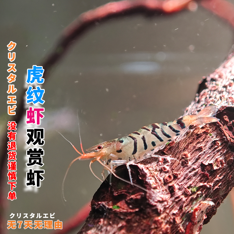 观赏虾除藻虎纹虾淡水冷水生态缸宠物虾草缸办公室鱼缸小虾米工具