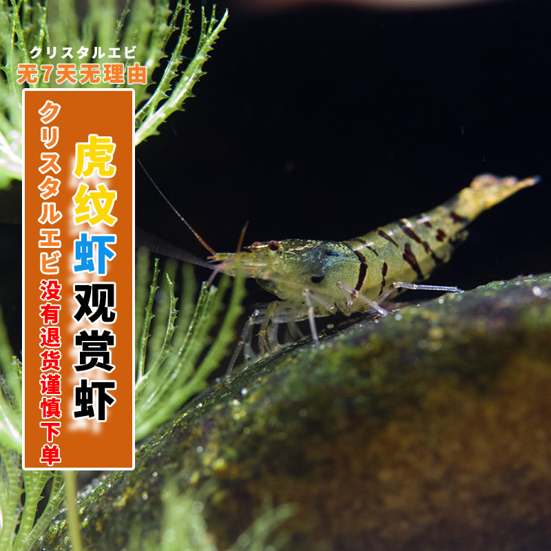 虎纹虾套餐水族箱清洁除藻观赏虾活体工具虾原生造景草鱼缸包邮
