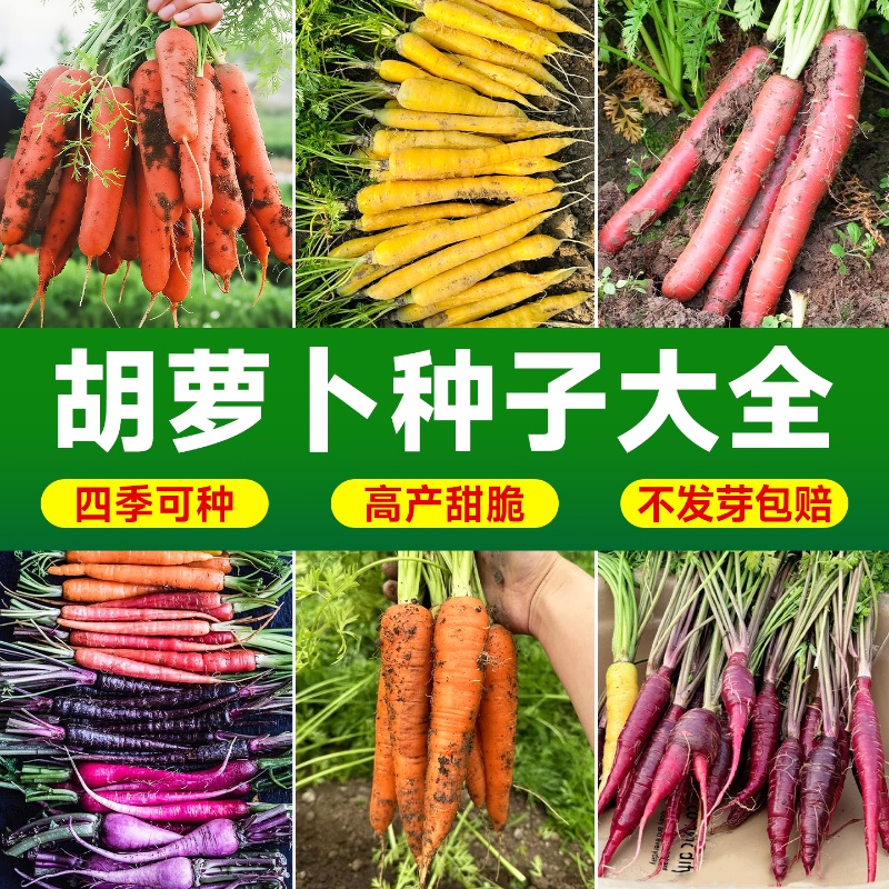 蔬菜种孑水果红樱桃萝卜籽种大全秋季种籽胡萝卜种子种植菜籽盆栽