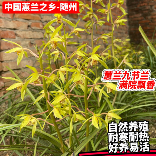 惠兰九节兰蕙兰夏兰幽香随州正宗浓香国兰花室内阳台庭院绿植特香