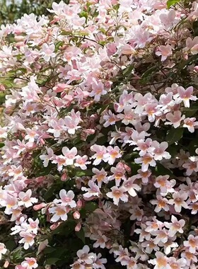 粉花猥实耐寒盆栽花卉地栽花灌木阳台室内庭院粉花粉色落叶植物