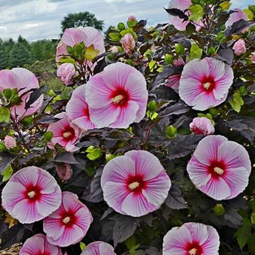 花大如脸耐寒宿根花卉大花芙蓉葵