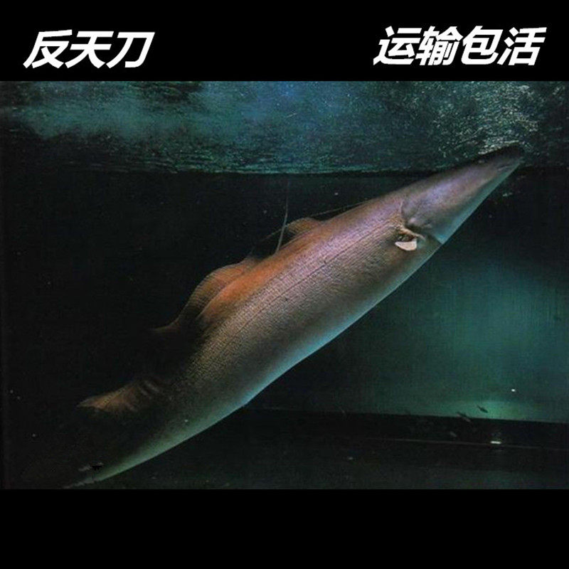 反天刀尼罗河魔鬼裸臀古代大型凶猛热带观赏鱼苗16--28cm运输包活