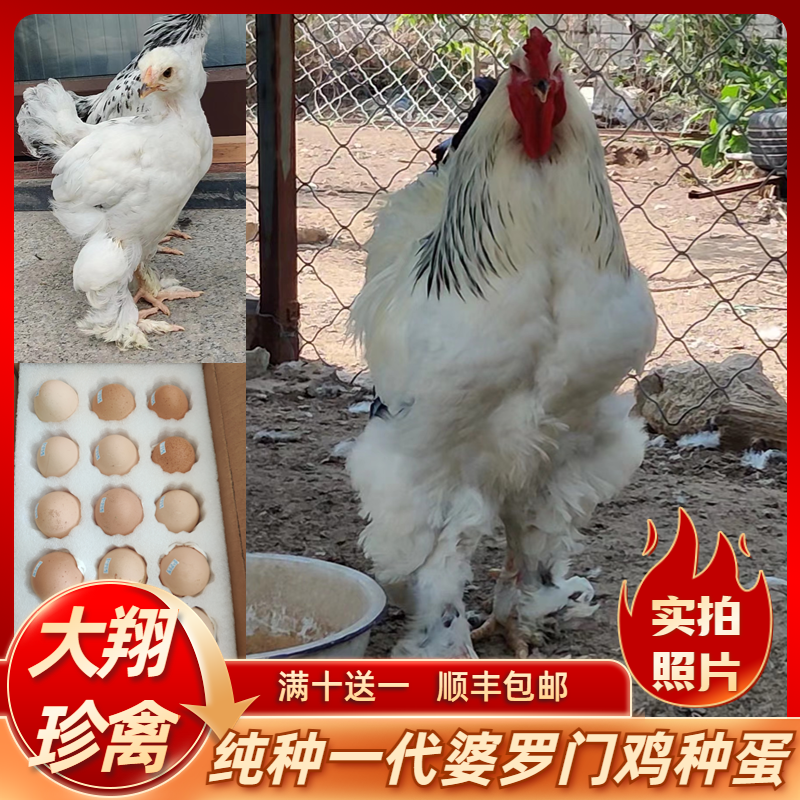 婆罗门鸡种蛋巨型梵天鸡受精蛋 保真正宗婆罗门蛋 满十枚起顺丰包