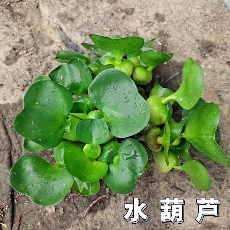 水葫芦浮萍水生植物养鱼养龟鱼缸