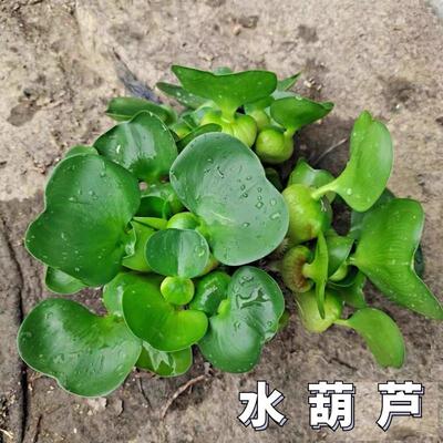 水葫芦浮萍水生植物养鱼养龟鱼缸