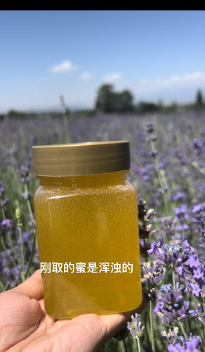 2026年新疆伊犁薰衣草蜜 蜂农小伟