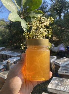 冬蜜（鸭脚木冬蜜）蜂农小伟(活动结束）
