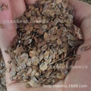 SuMai新采杉树种子沙木杉木种子杉树盆栽种高芽率量大优惠高出芽